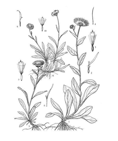 Natural compounds from  Erigeron breviscapus